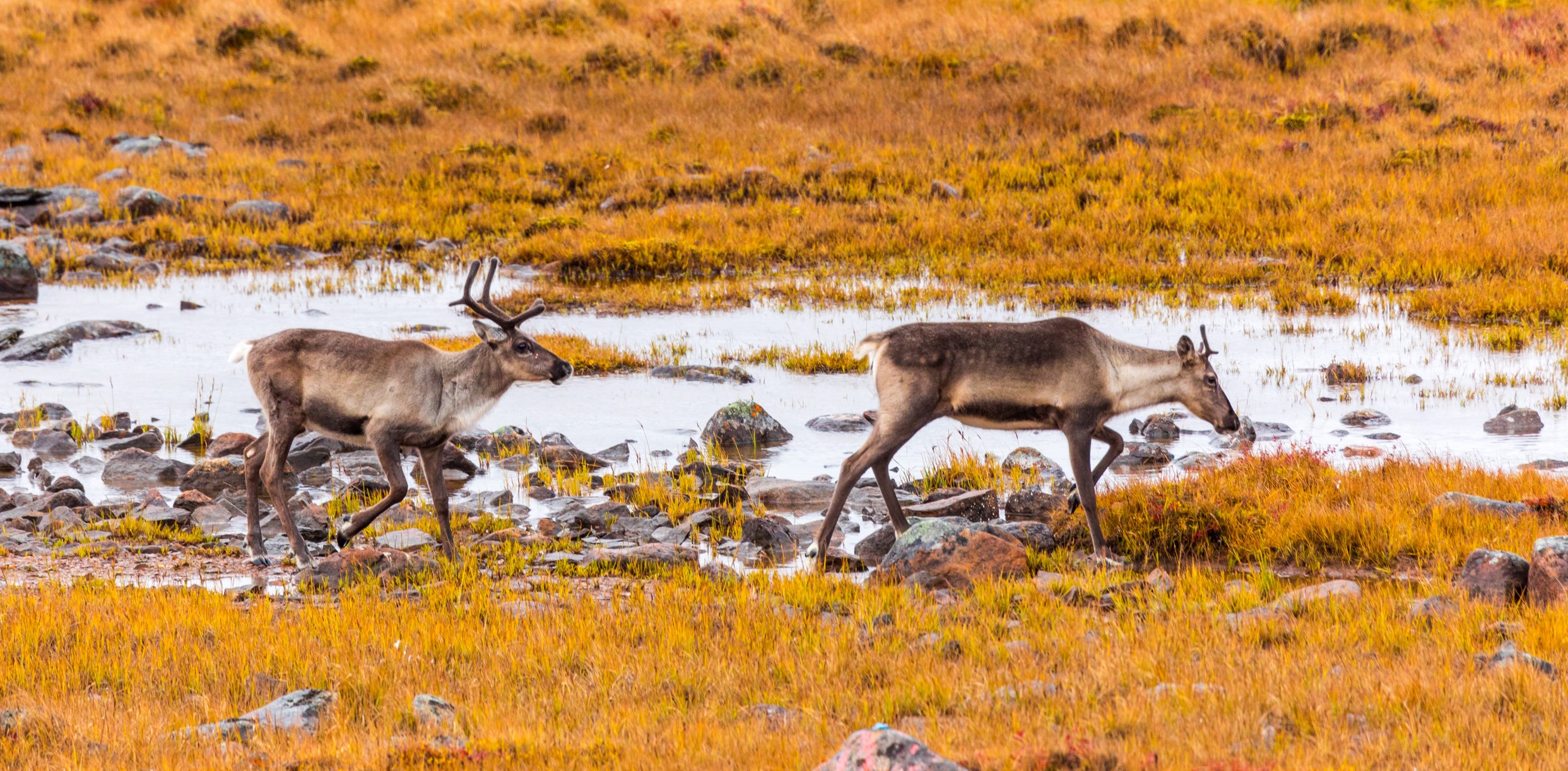 Caribou Management Strategies